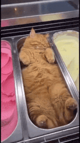 a cat is laying in an ice cream tray